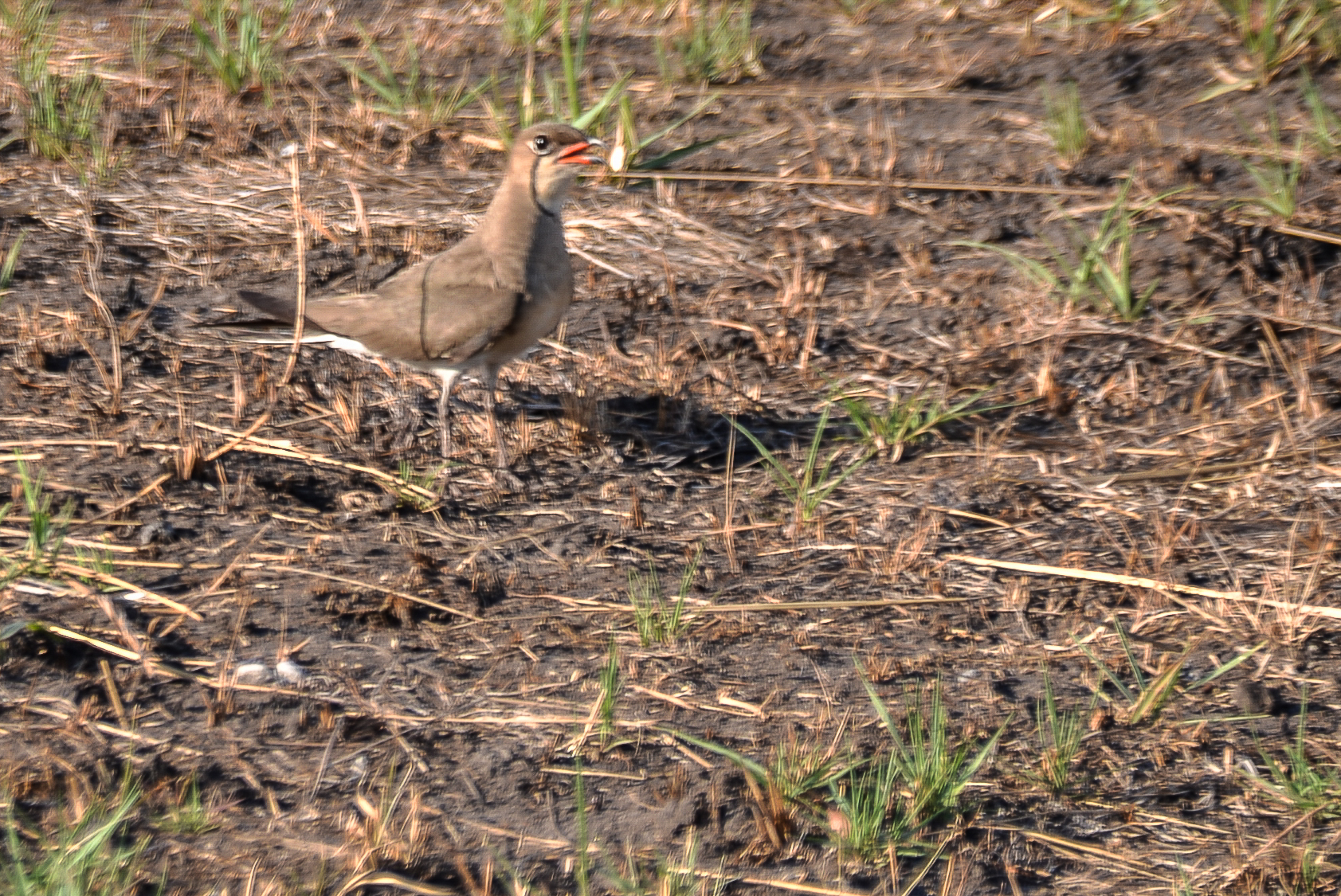 Glaréole à collier adulte (Collared pratincole, Glareola pratincola), Shinde concession, Delta de l'Okavango, Botswana.